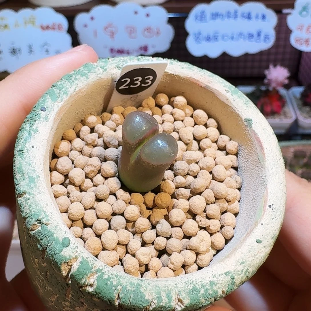 多肉植物福利风铃捡漏233含盆价格