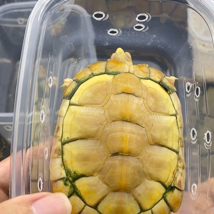 巴西彩龟母666666666