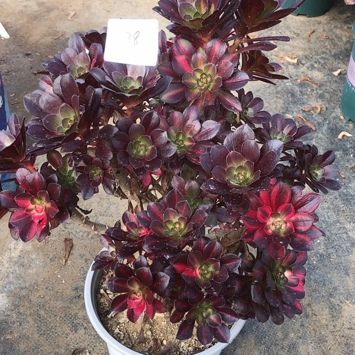 半**过38号 花蝴蝶 多肉植物