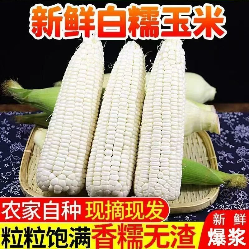 [试吃2根]现摘新鲜白糯玉米香糯玉米黏玉米应季糯玉米嫩包谷带壳