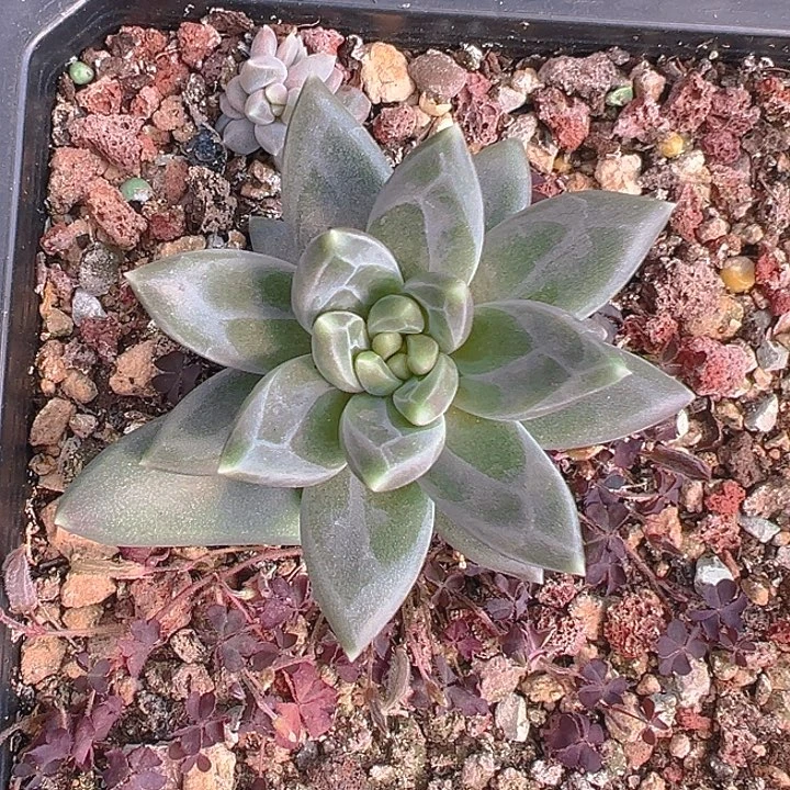 孤品美人特美人美人