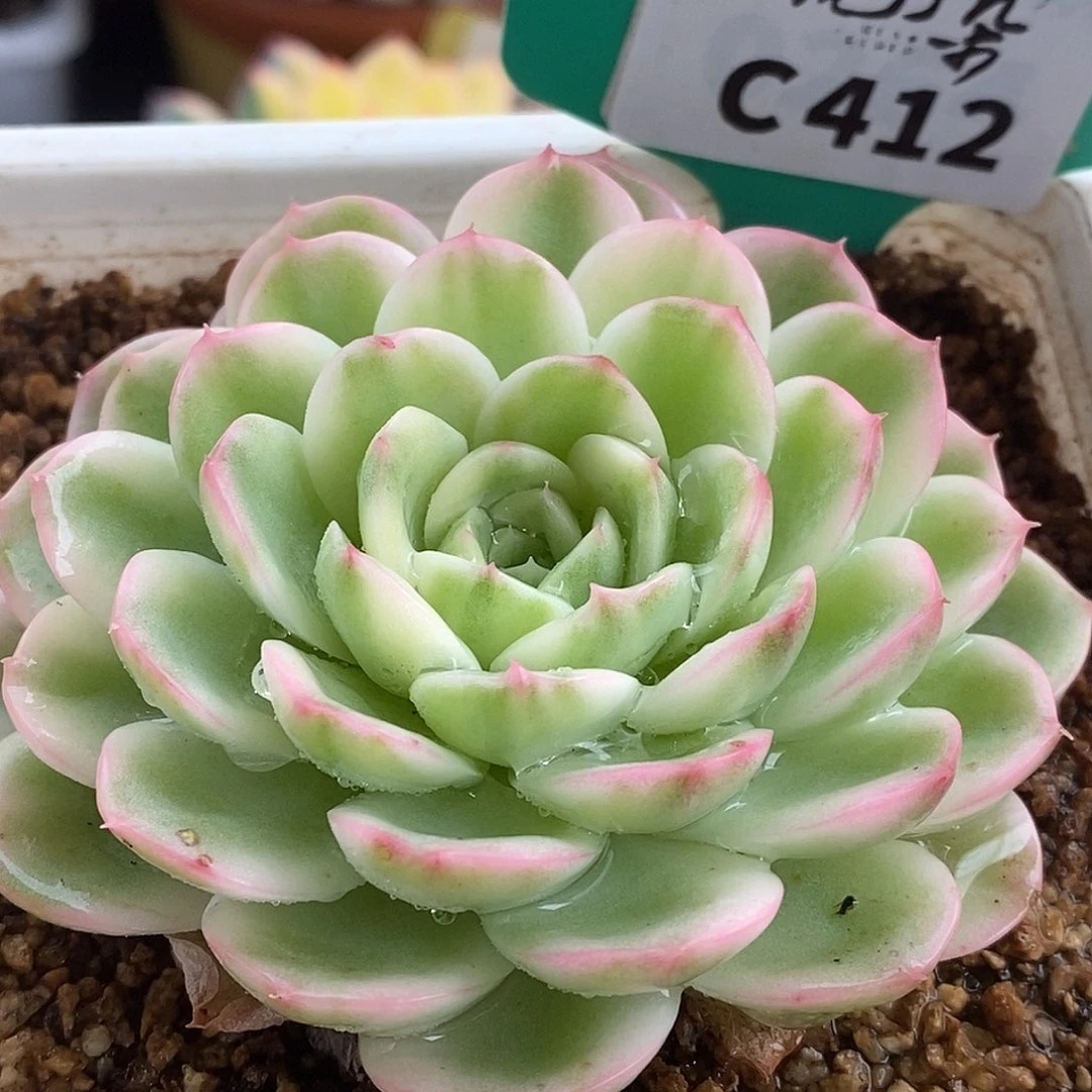 412茉莉哈哈哈哈哈