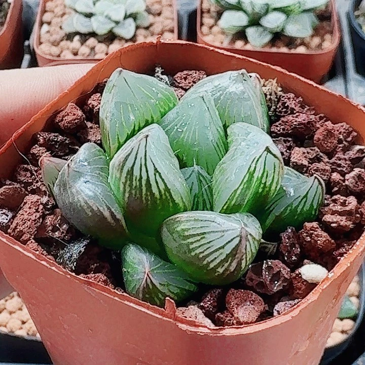 无花朵十二卷 具神兵 福利