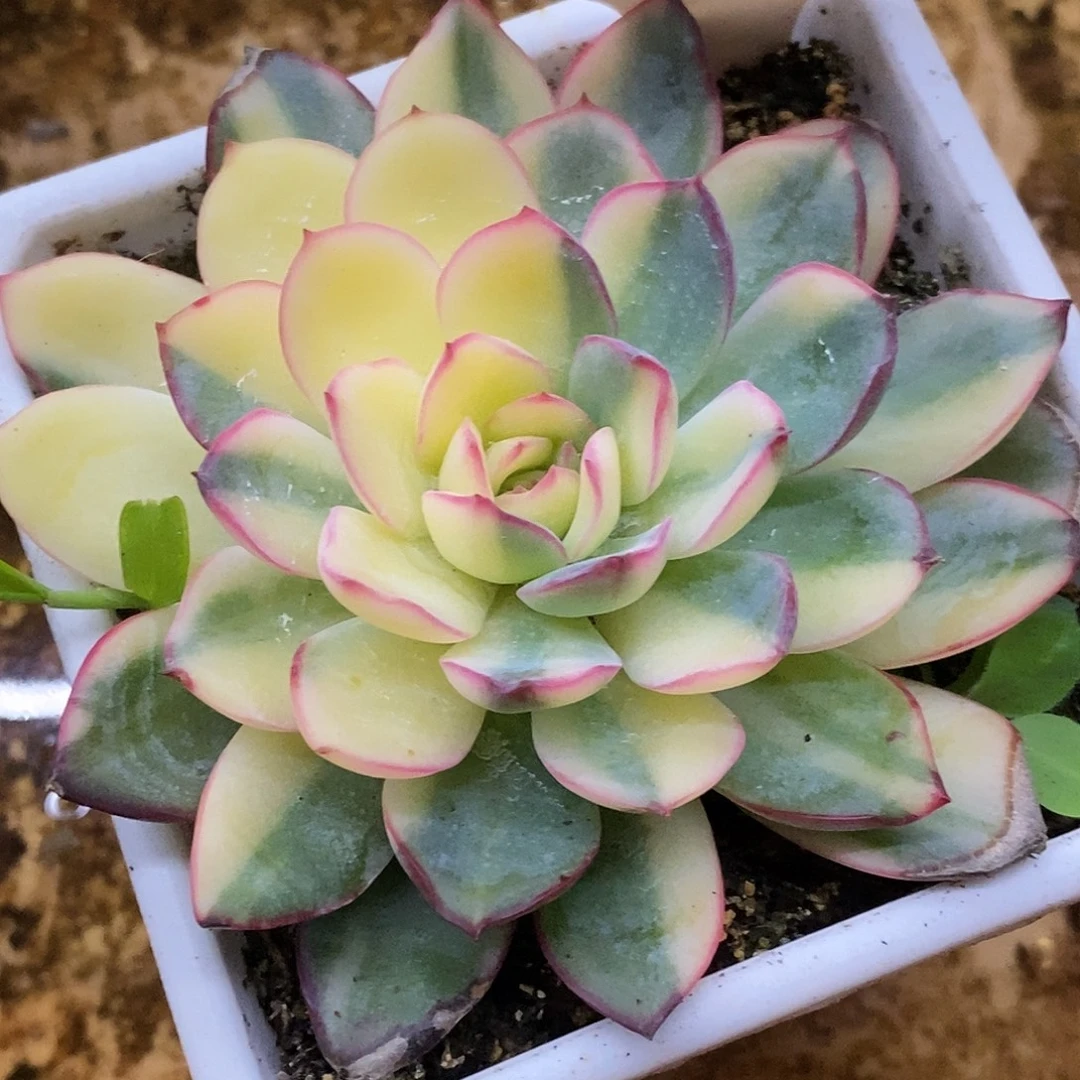 03雨燕座哈哈哈哈哈