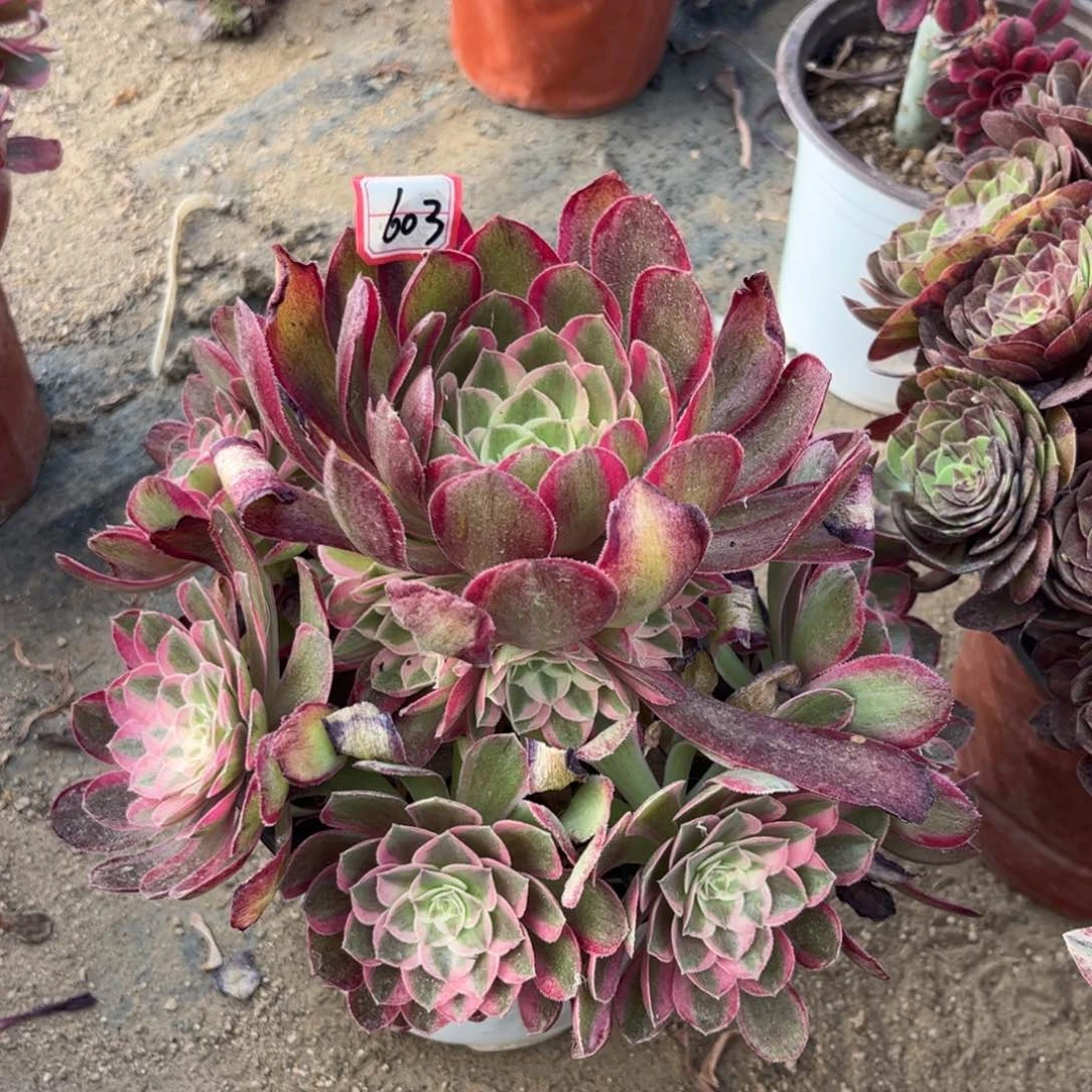 603多肉植物孔雀翎
