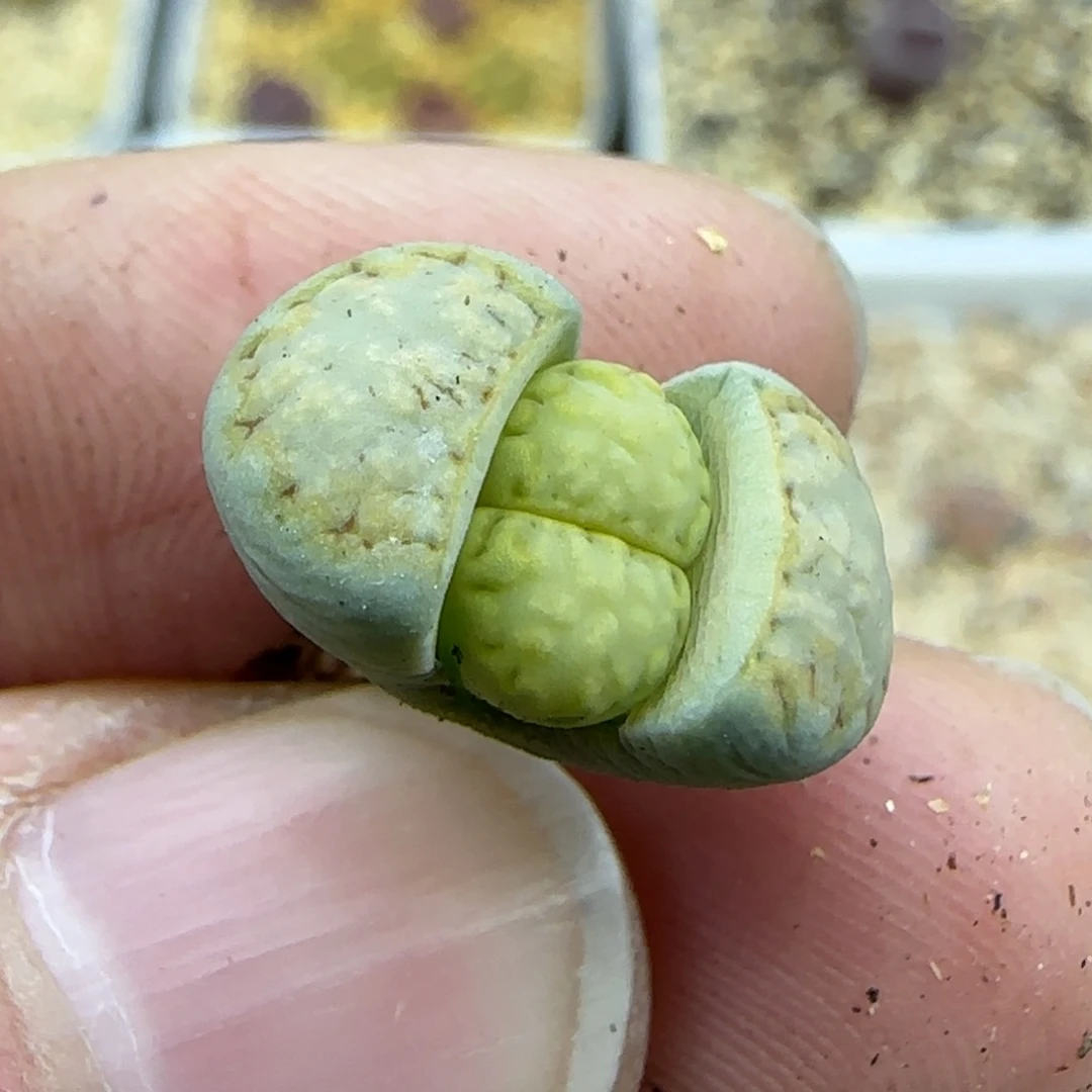 103饼干清框福利30包邮