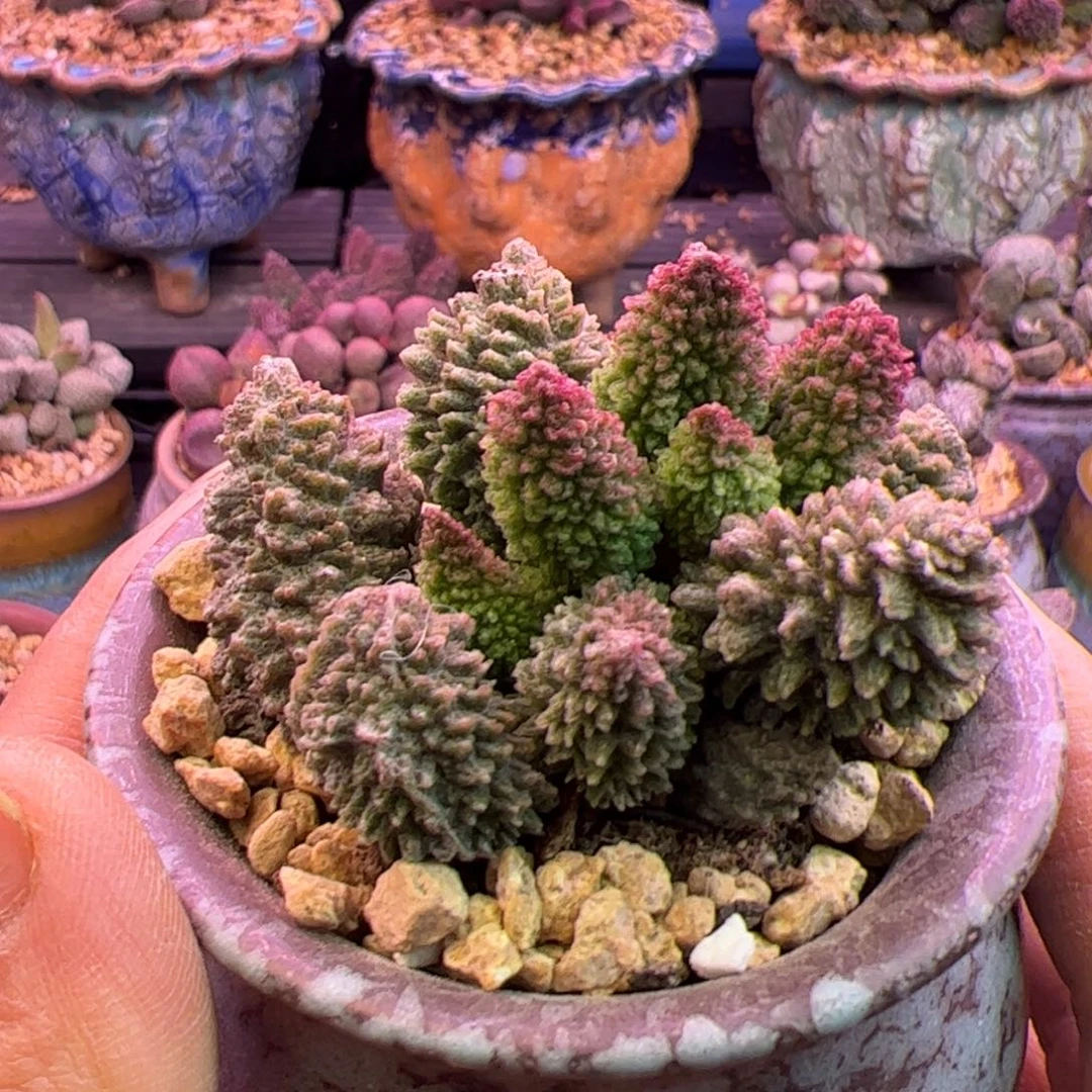 凉***开啦啦啦啦啦啦啦啦啦