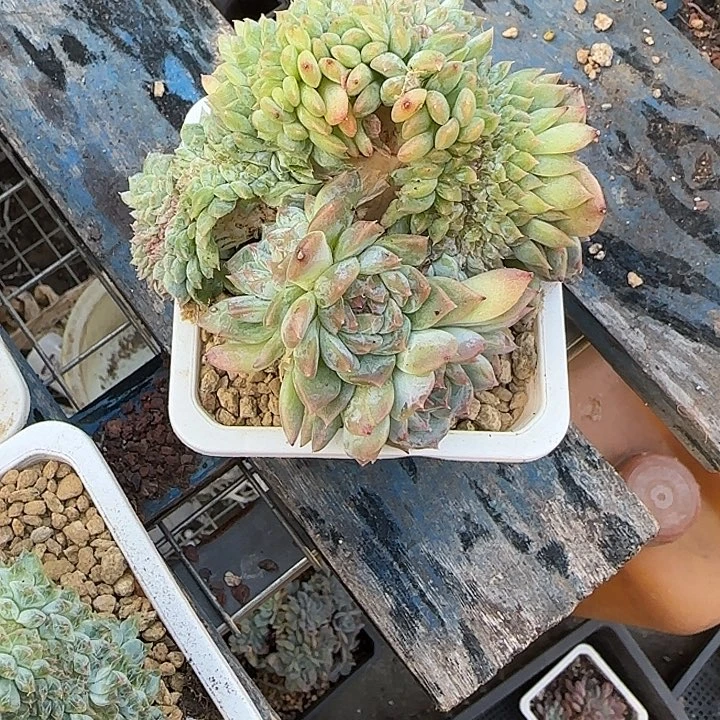 活***老青蛙王子儿童牙膏套装11