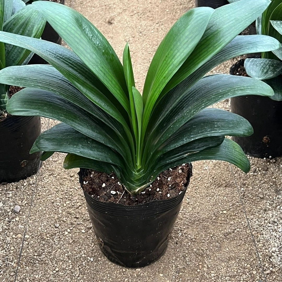 【当年开花】z君子兰盆栽客厅绿植室内阳台花卉兰花苗四季常青植物