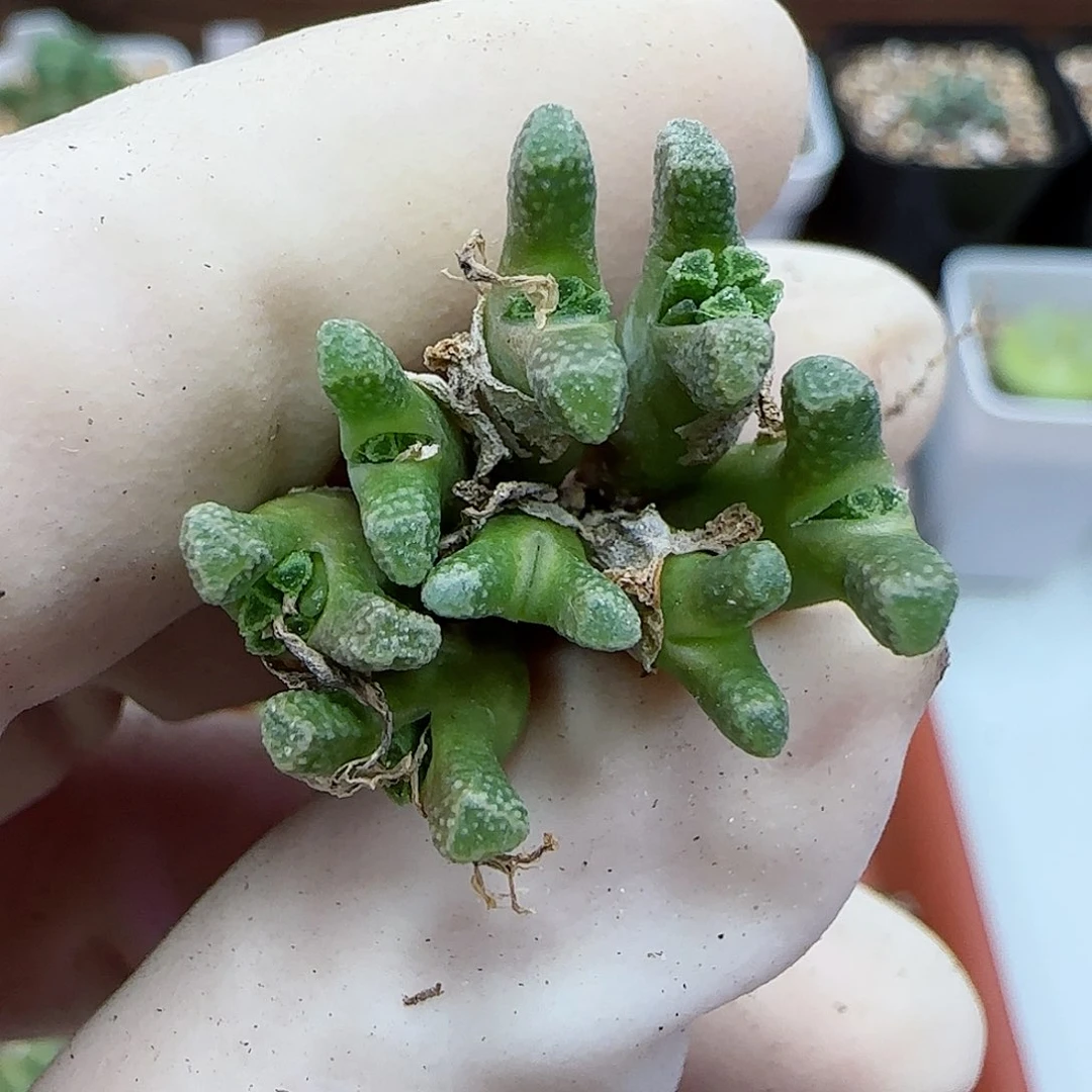 363绿火柴福利福利