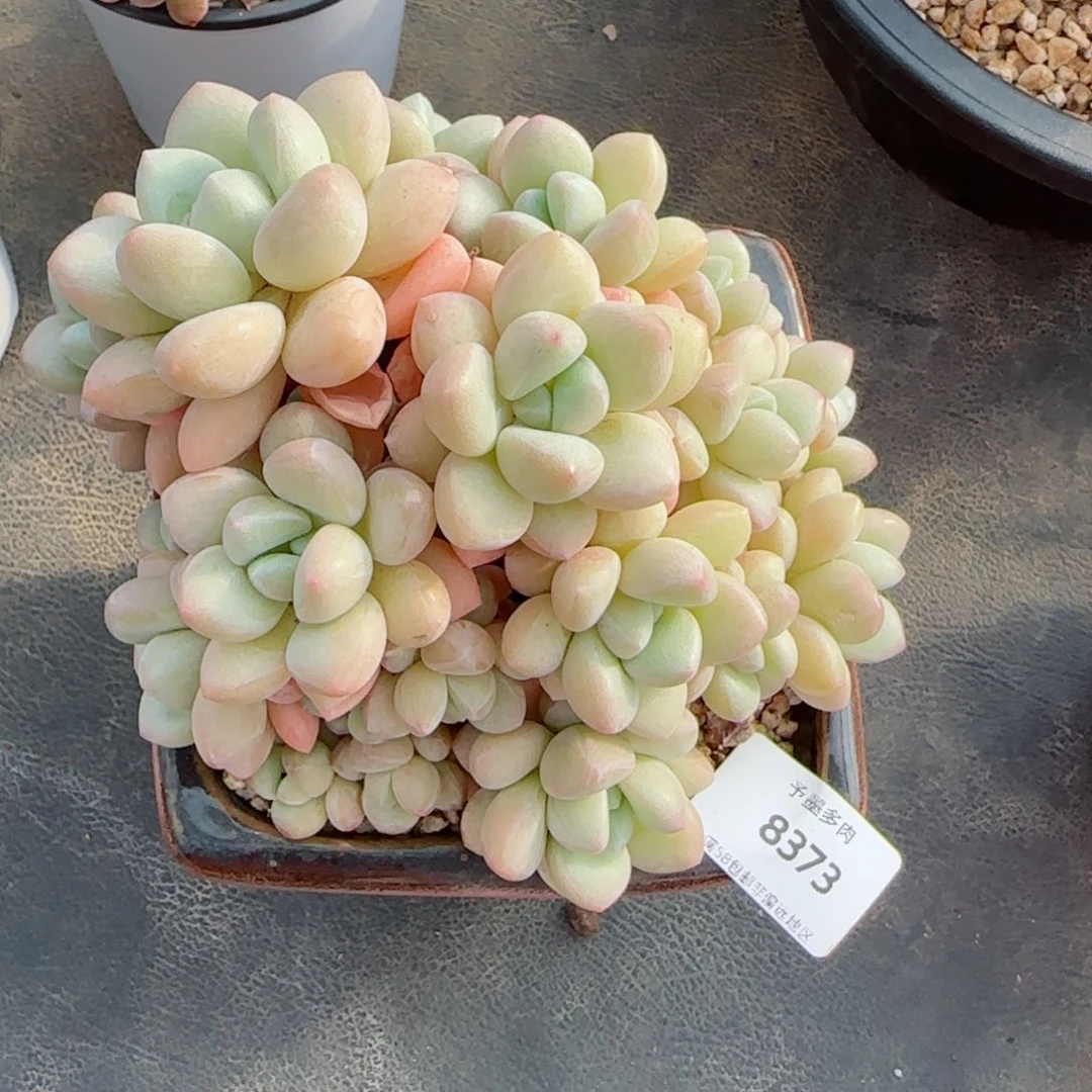 泡泡糖无砍，8373多肉植物