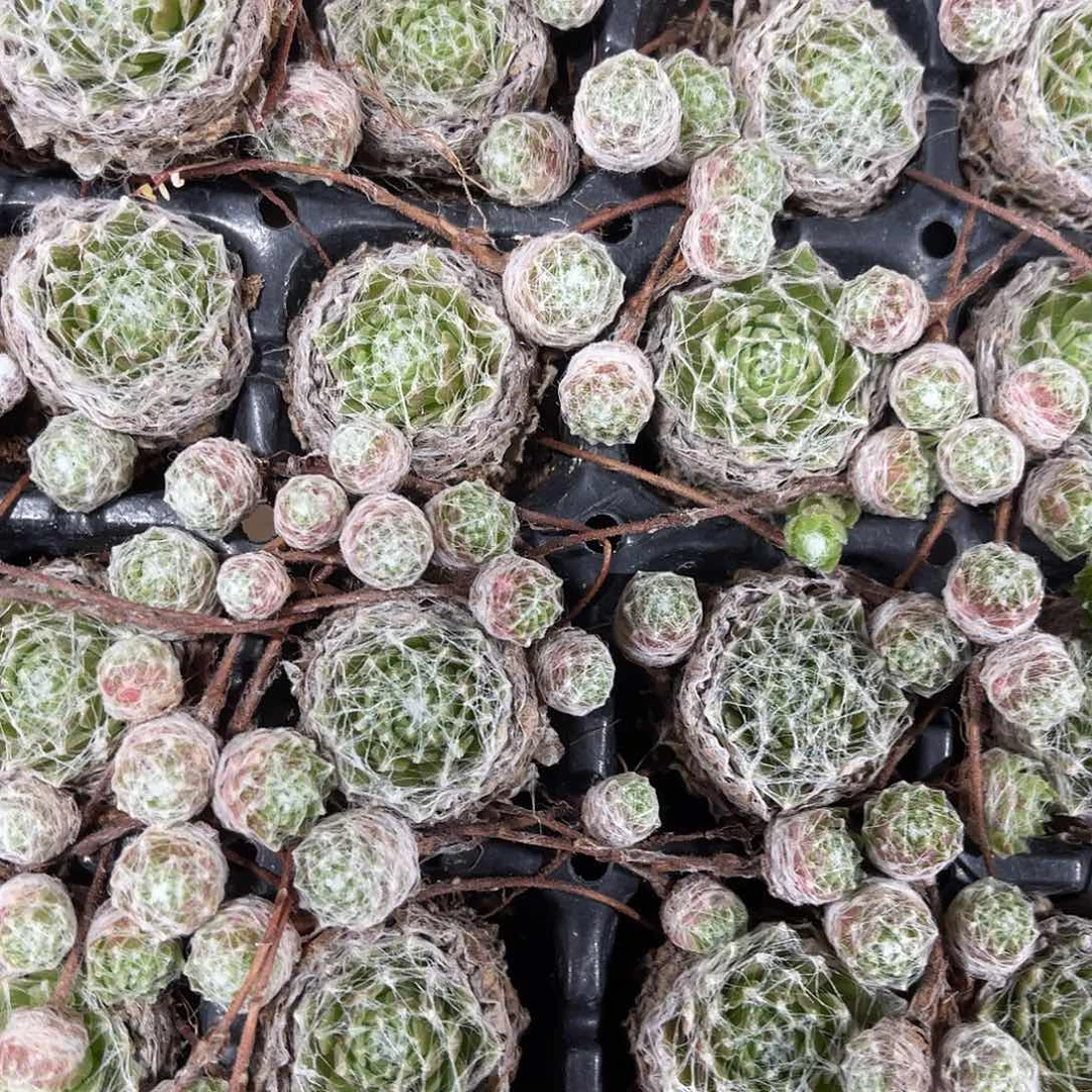 精品蛛丝卷卷多肉植物