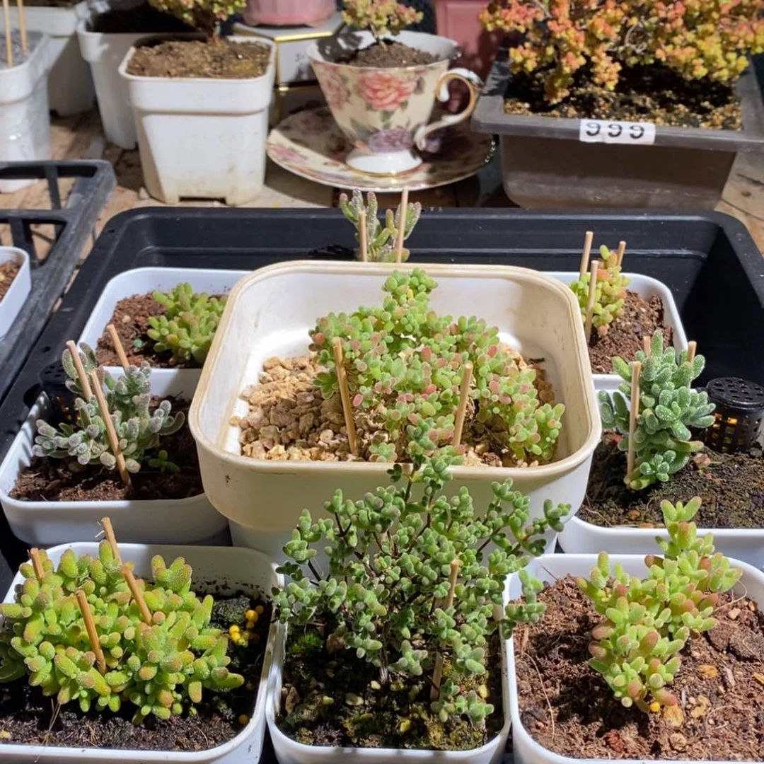 枝干番杏多肉植物599