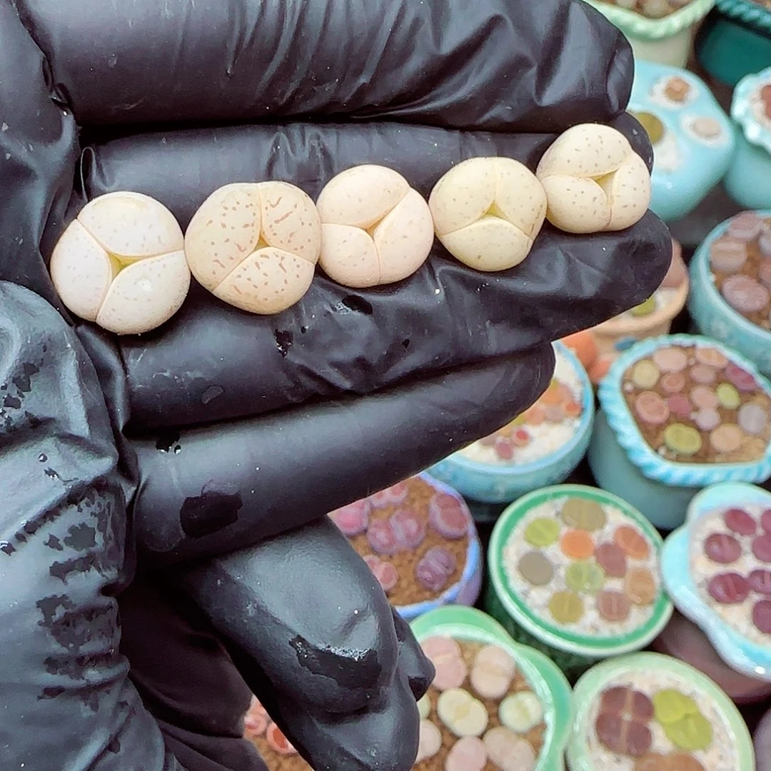 生石花满18包邮1227-6