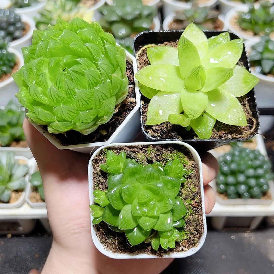 三颗新人福利玉露