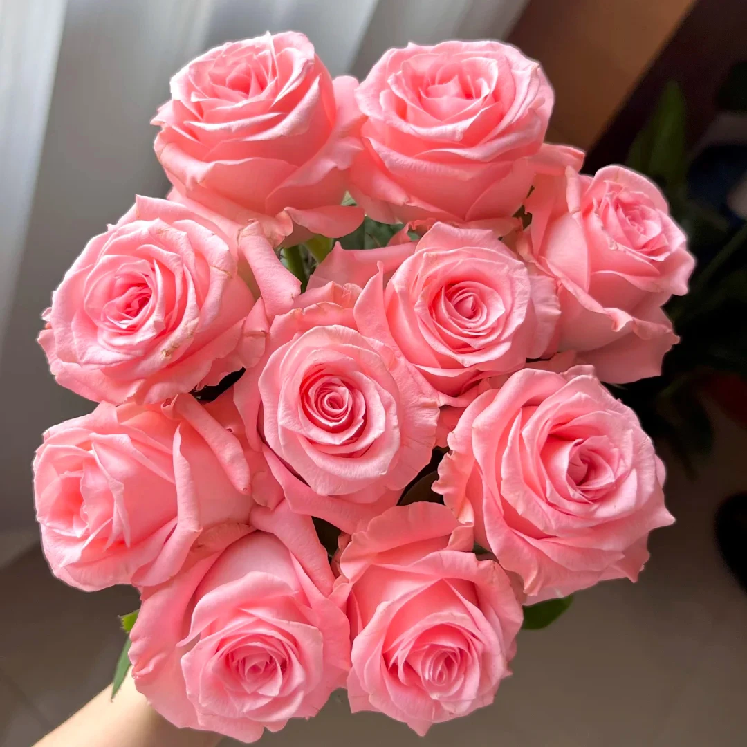 【戴安娜】玫瑰 鲜花云南昆明基地直发水养 插花 花束 零度拍保温棉