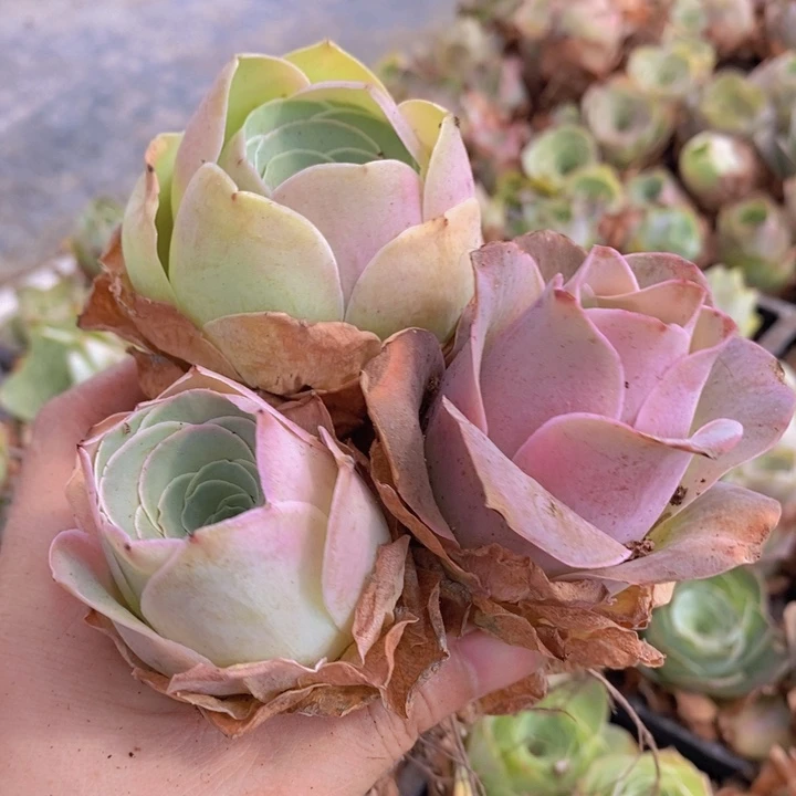 山地玫瑰3颗组合福利