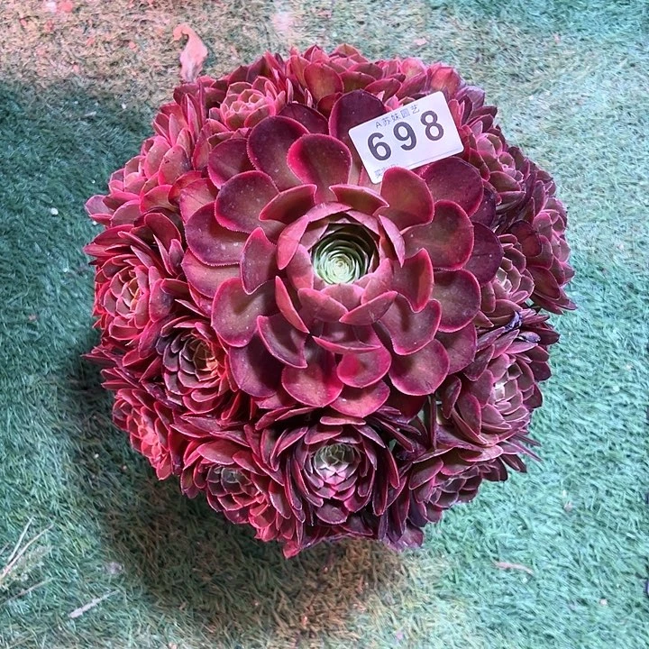 无花朵698粉花妖多肉植物