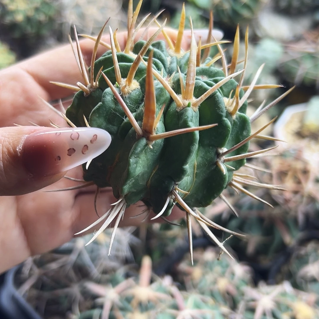 龙剑有根仙人球6666666666