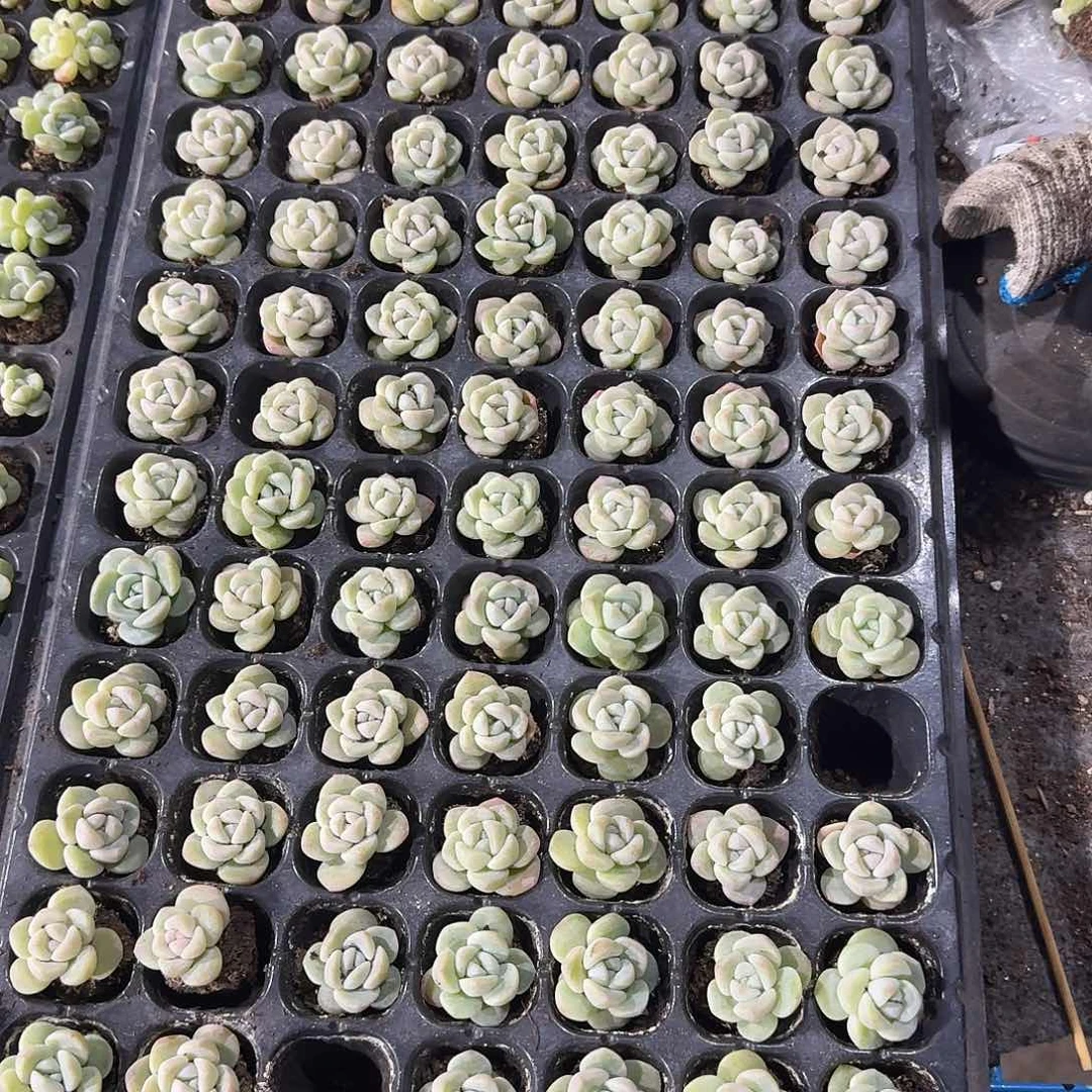 O一物一拍专拍链接