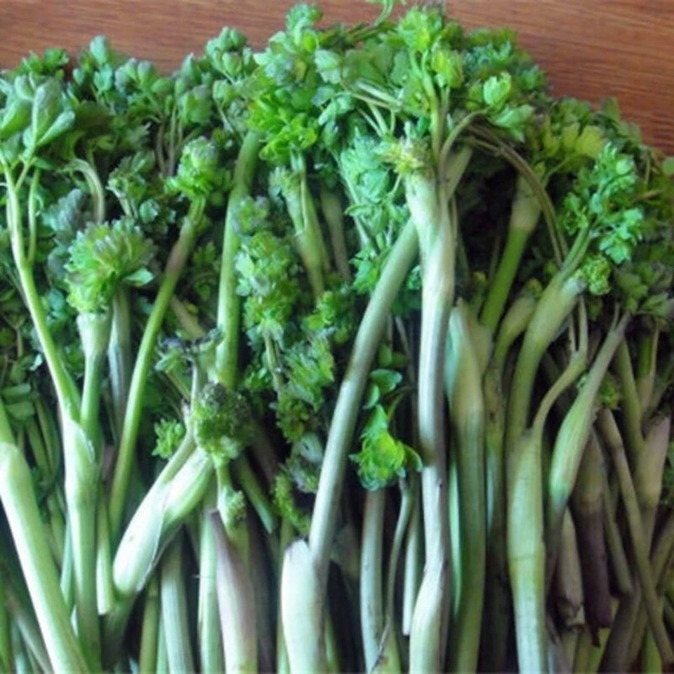 猫爪子盆景盆栽苗