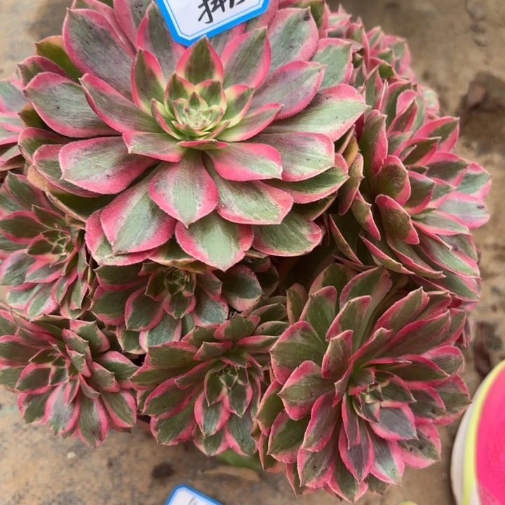 云和多肉法师不包损25