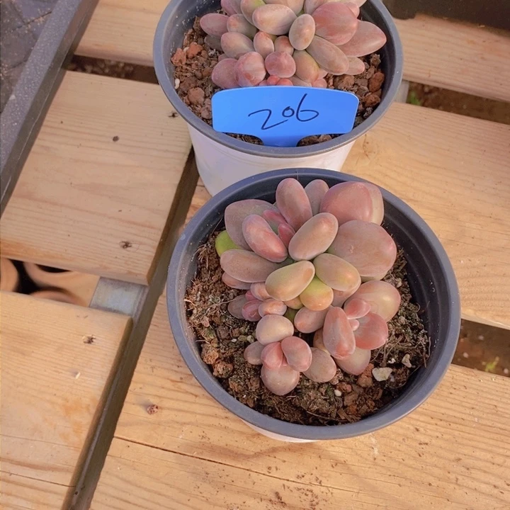 宝***憨这么多钱买衣服