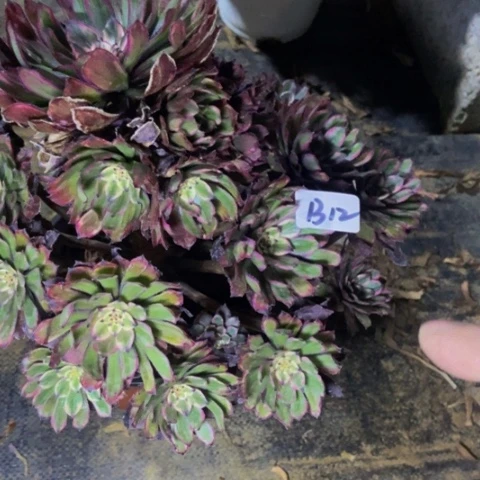 紫霞仙子，12多肉