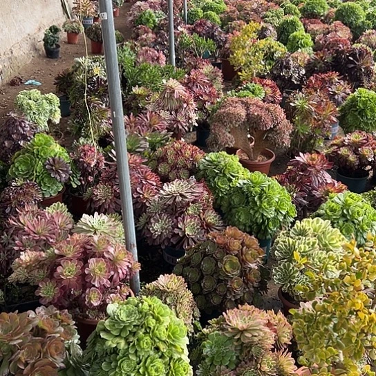 ?****多肉植物两个老庄不同品种