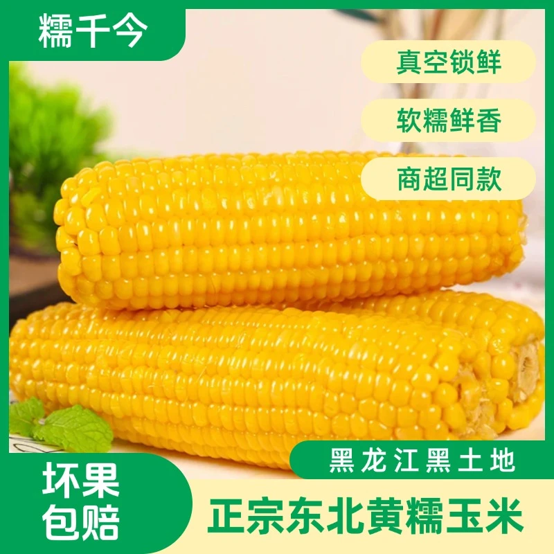 【试吃2根】糯千今东北黄糯玉米棒300g*10早餐粗粮软糯香甜真空包装