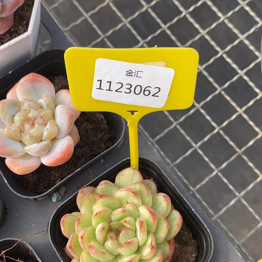 福利多多1123062