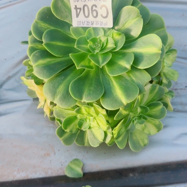 多肉 斑斓多肉法师植物