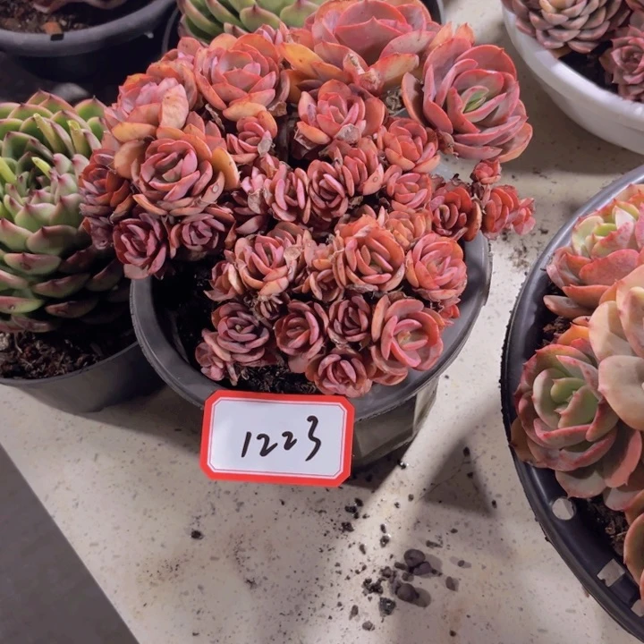 朱*1223秀研多内