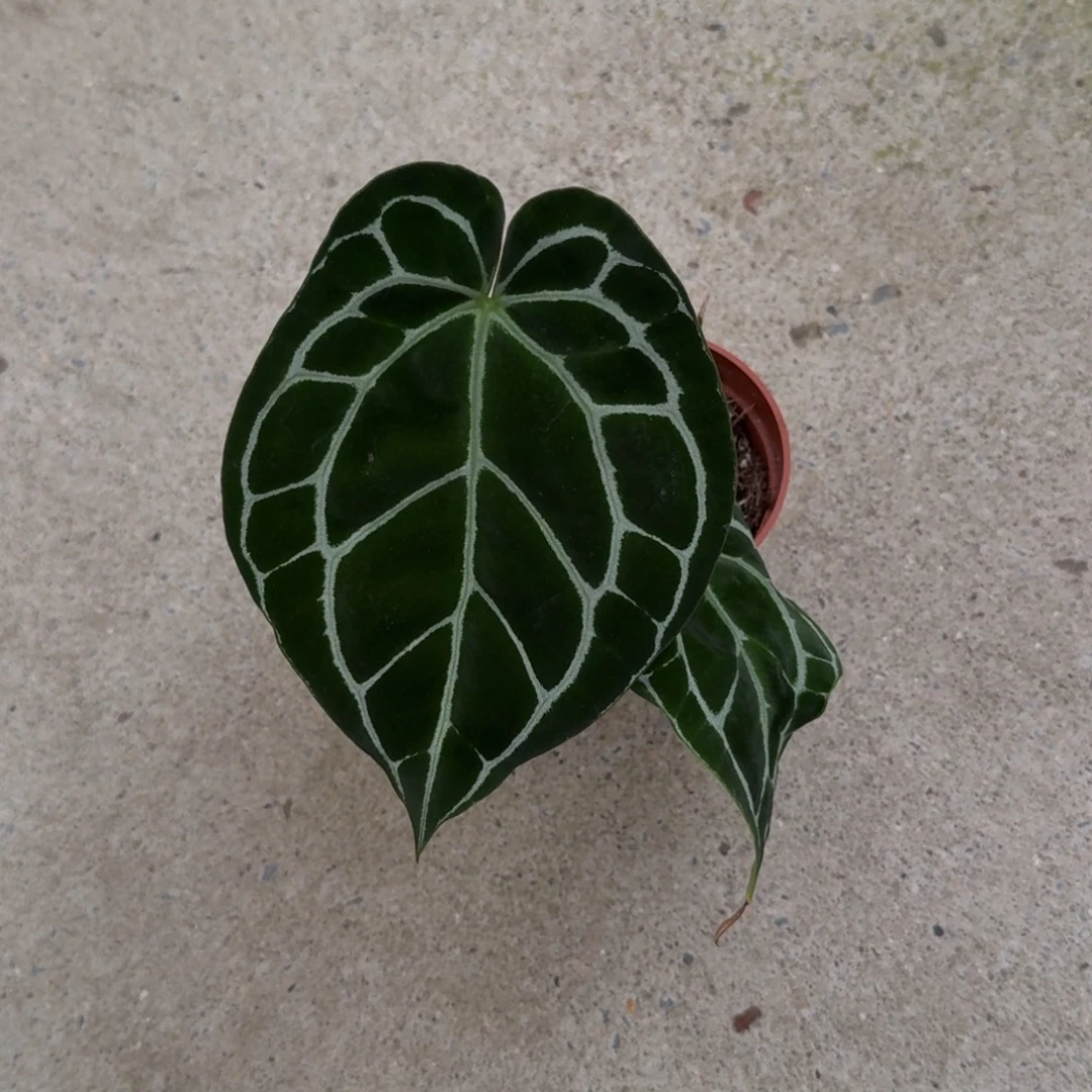 无花朵哥伦比亚黑水晶