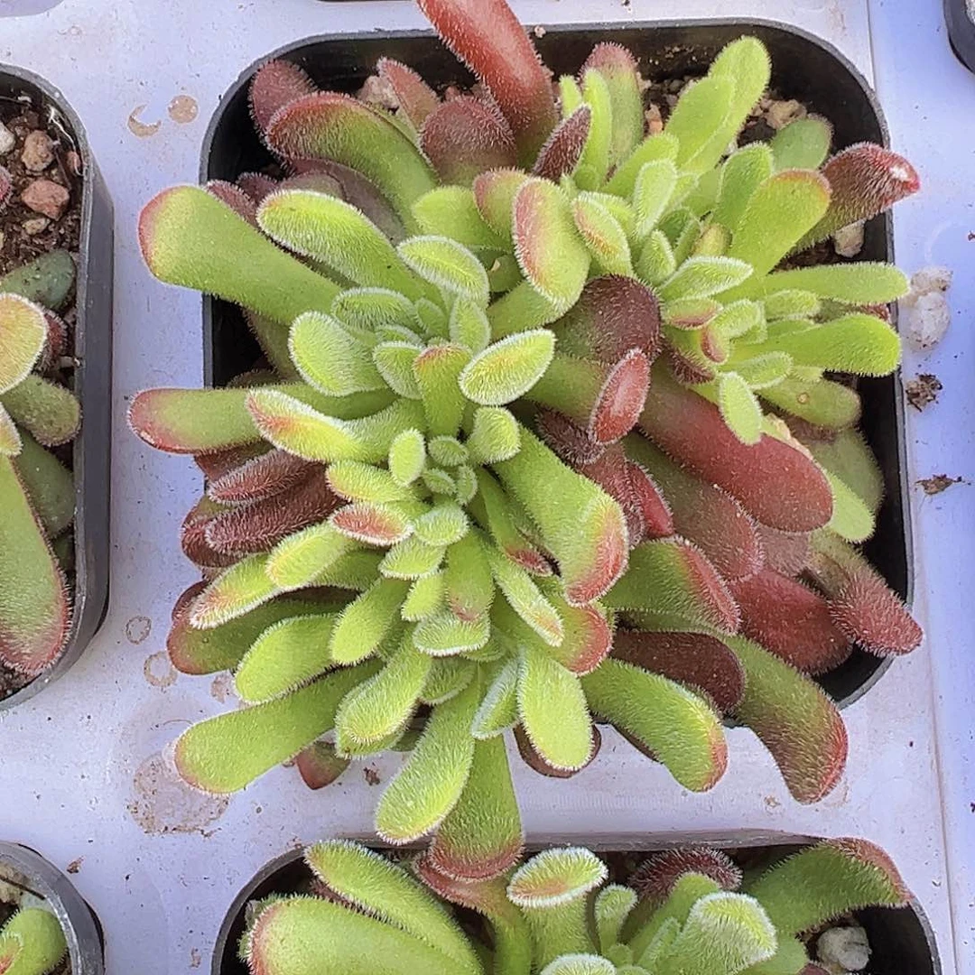 梦春19包邮多肉植物