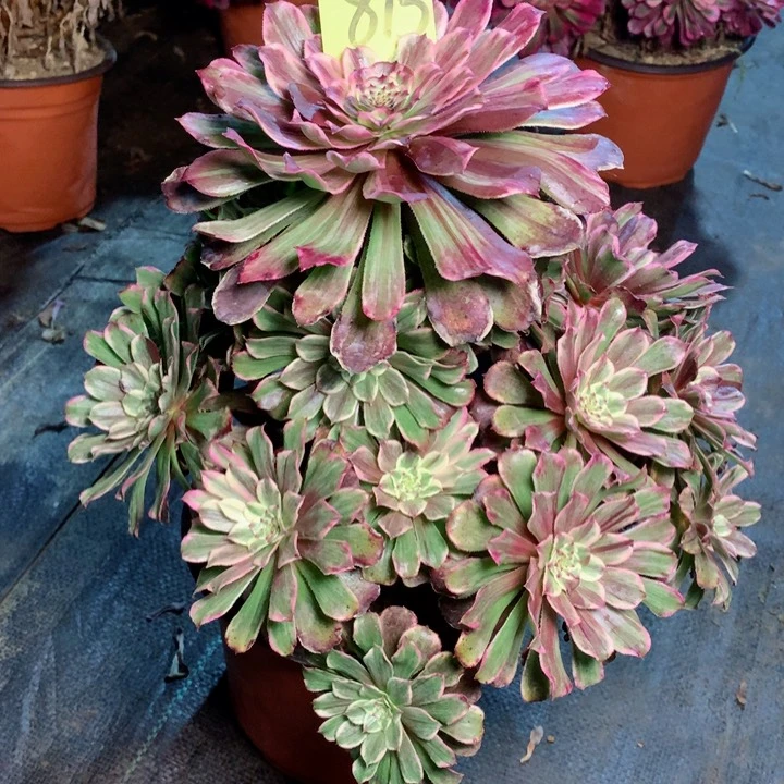 815水彩花多肉111111