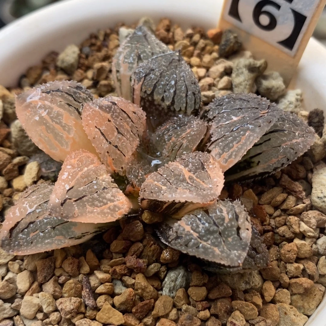 37具味城锦一物一拍