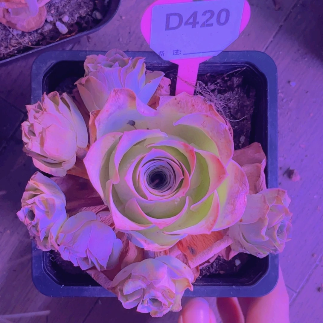 420山地玫瑰粉色手捧花