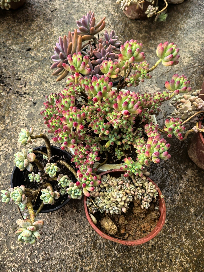 精品多肉植物盆栽老桩缀化鲜艳易养护