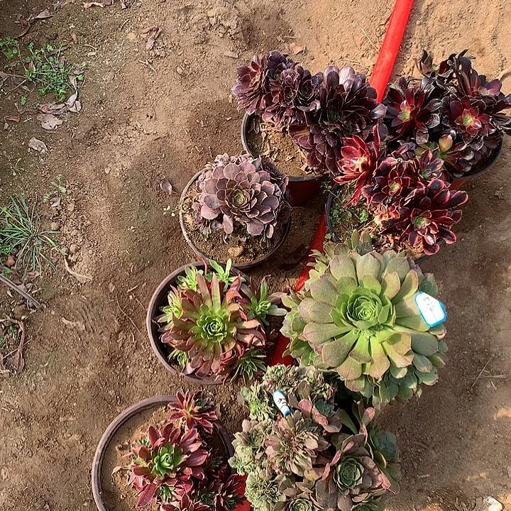 多肉植物八颗组合21