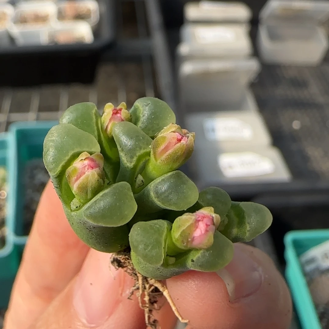 10.29機窗母本1802.84風鈴8062容易散群不售后