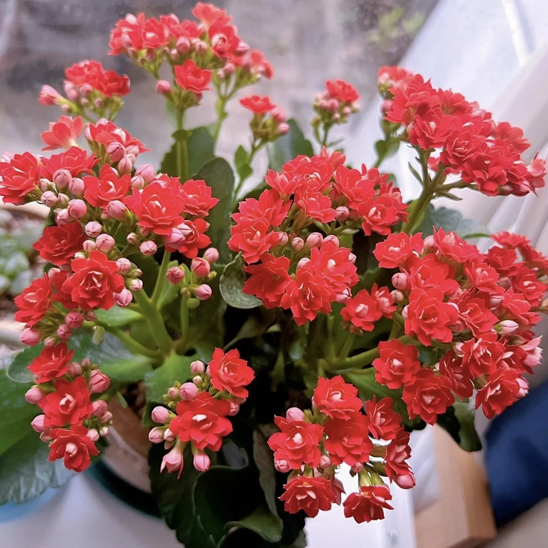 新娘 长寿带花苞盆栽花卉庭院阳台新手易养护