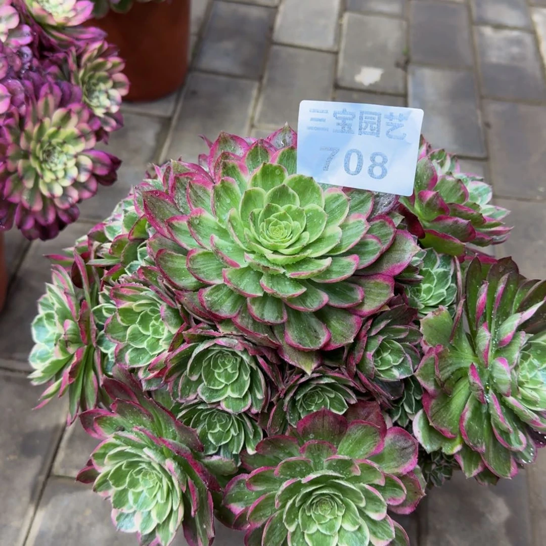 多肉植物708粉钻