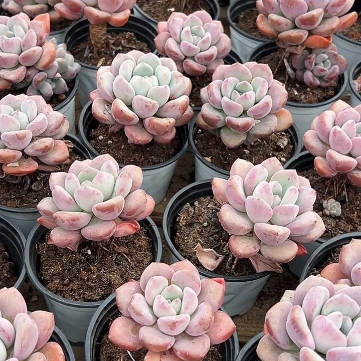 单头    老桩    白露