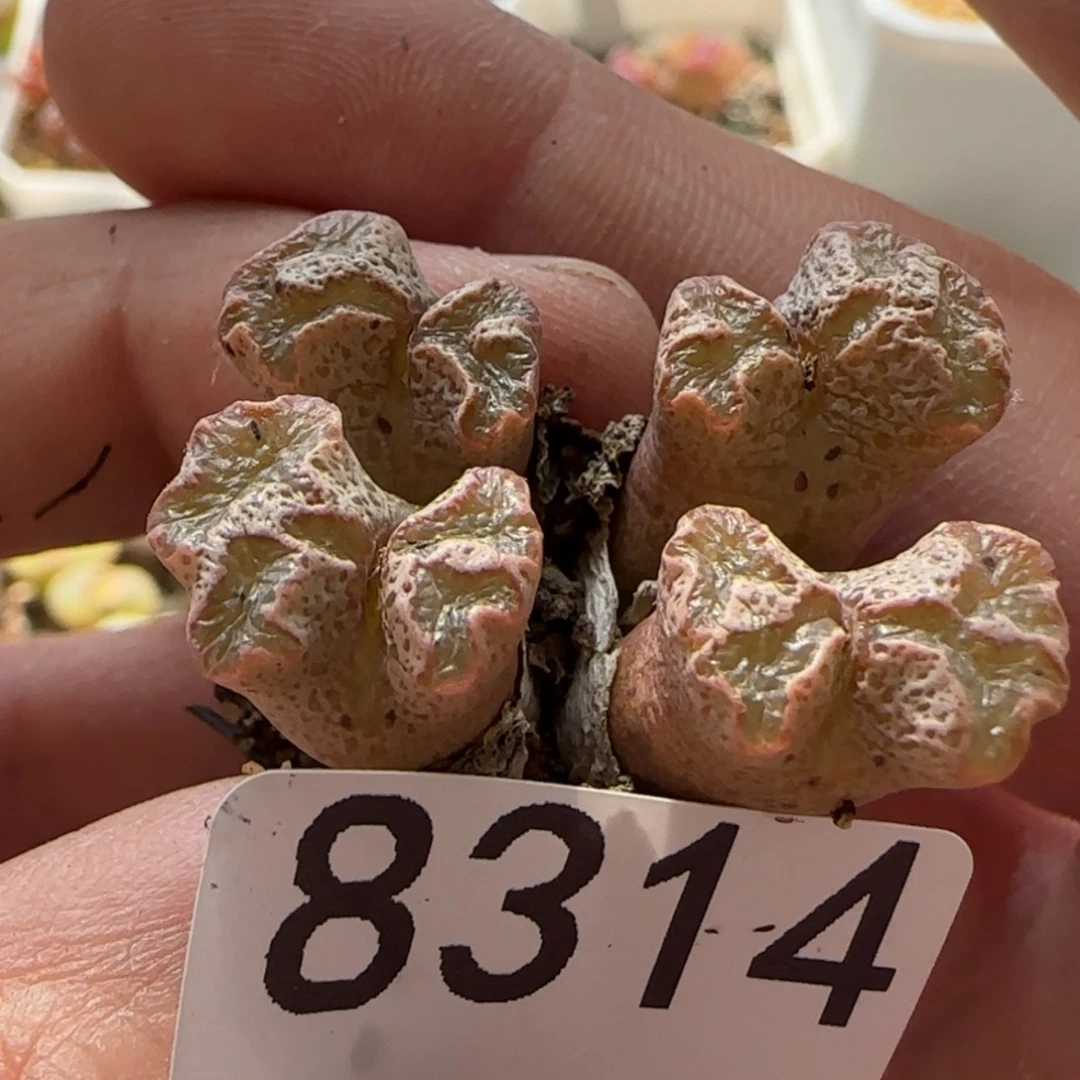 【闪购商品】青*?8314