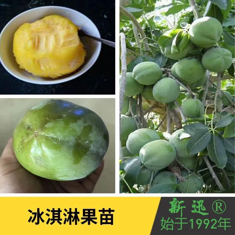 冰淇淋果苗 白柿树香肉墨西哥苹果树苗白柿苗冰淇淋果 白柿嫁接苗
