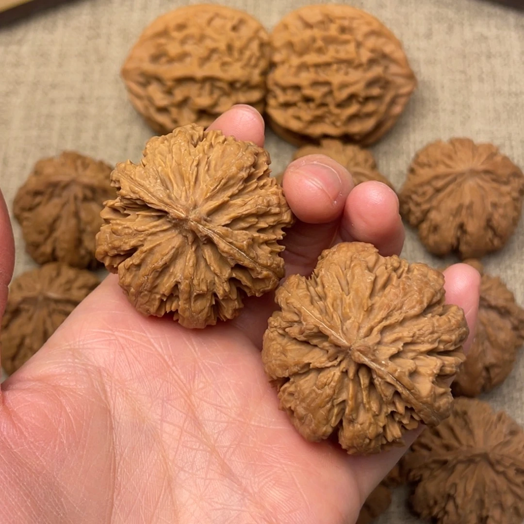 中***东核桃秦岭核桃21号