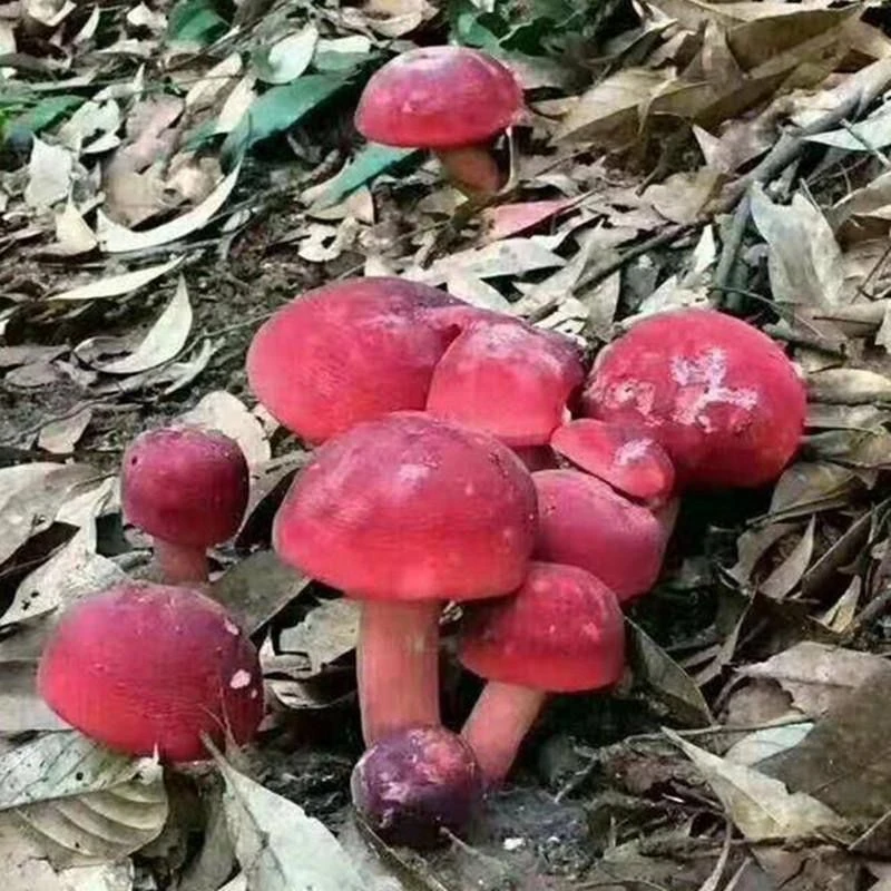 红菌菌种蘑菇种植包食用菌菌种阳台盆景栽培观赏食用菌