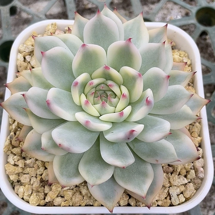 吉娃娃锦一物一拍