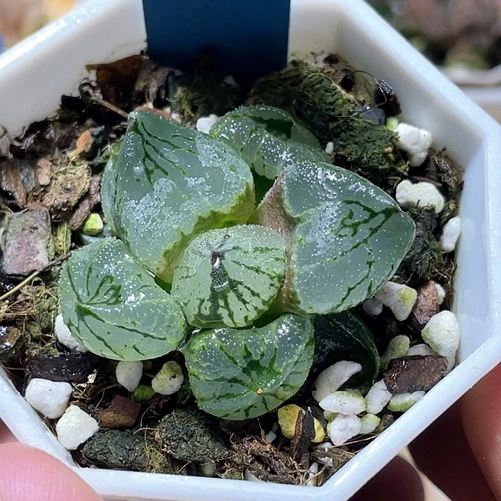 561虞美人特选福利